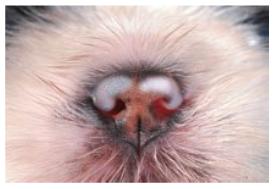 [shihtzu_nariz_errado.jpg]