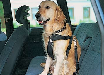 [caes_acessorios-133.jpg]