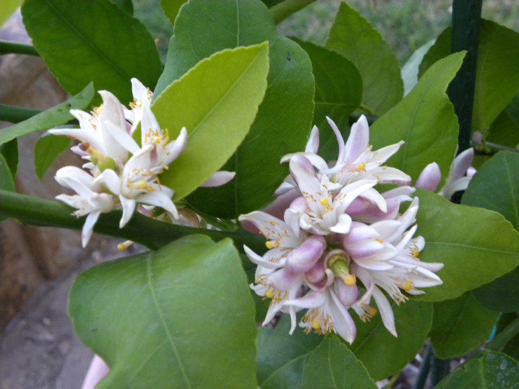 Diane's Texas Garden Meyer Lemon Tree is Full
