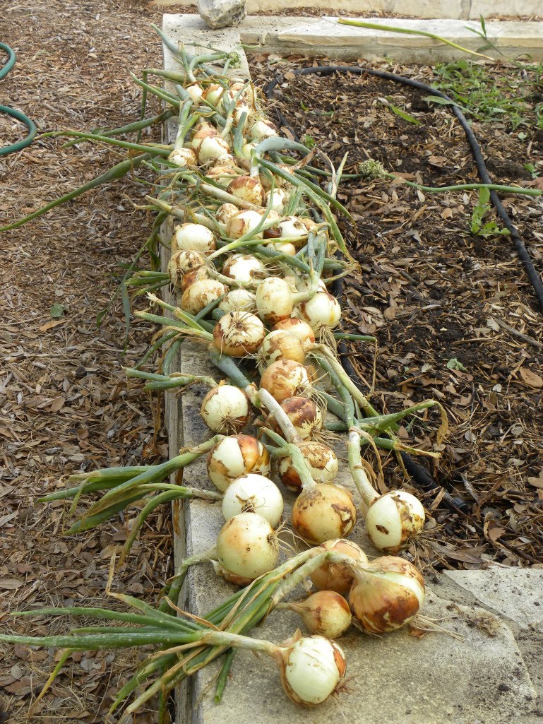 Diane's Texas Garden Onions are Ready to Harvest!