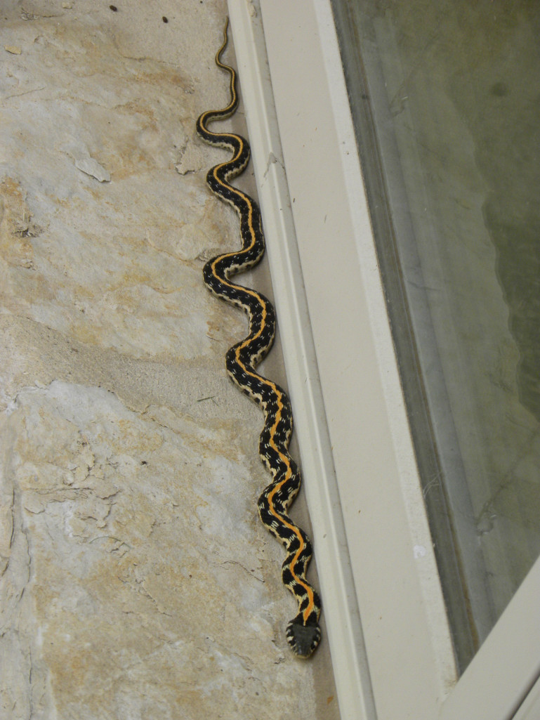 Diane's Texas Garden: Lovely Garter Snake!