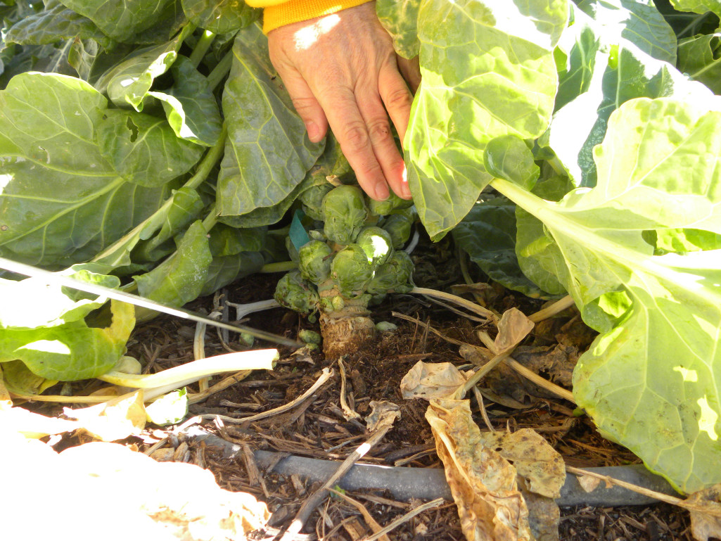 Diane's Texas Garden First Brussels Sprouts