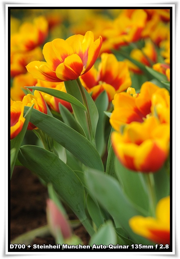 [ParkIsland_Tulip_11.JPG]