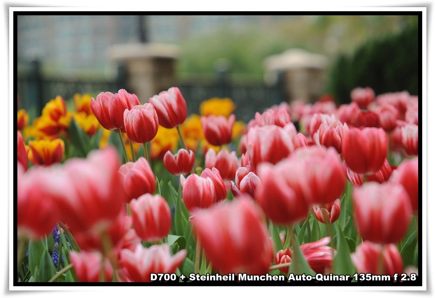 [ParkIsland_Tulip_06.JPG]