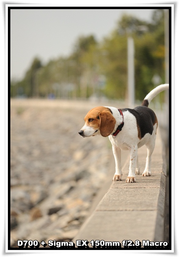 [DogDogNSW_b_16.JPG]