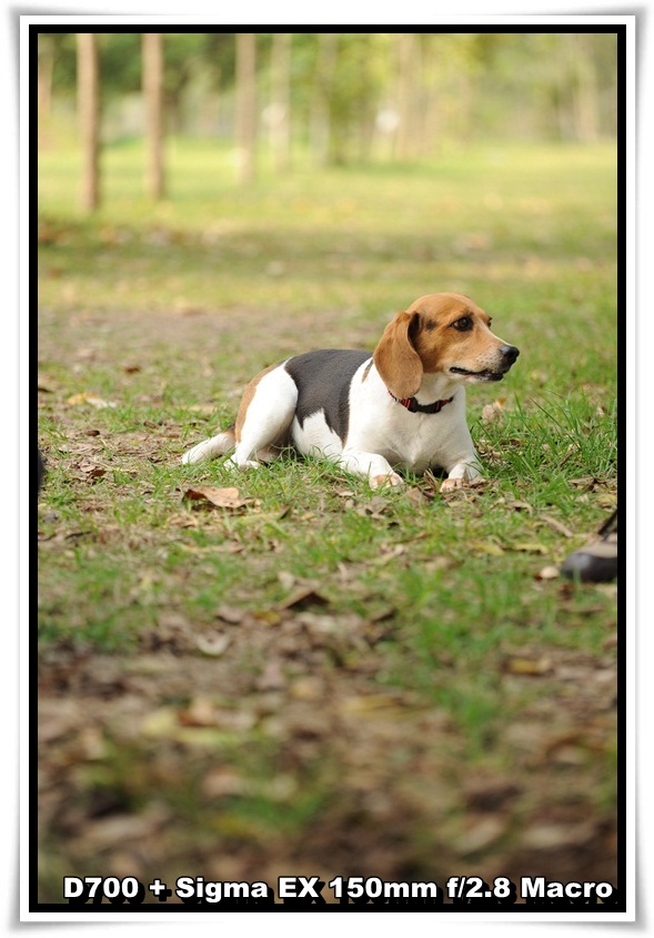 [DogDogNSW_b_11.JPG]