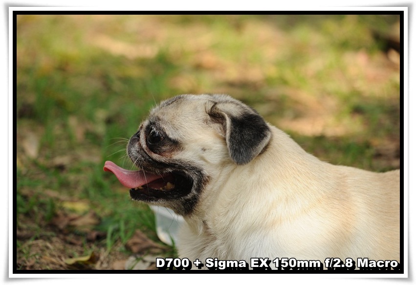 [DogDogNSW_b_10.JPG]