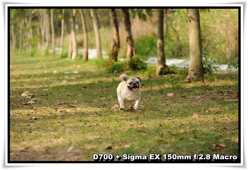 [DogDogNSW_b_08.JPG]