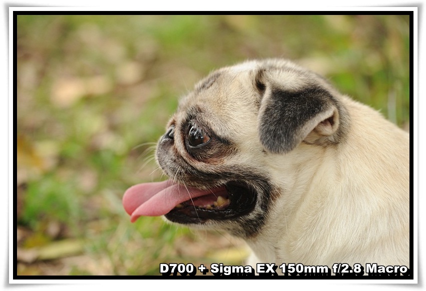 [DogDogNSW_b_05.JPG]