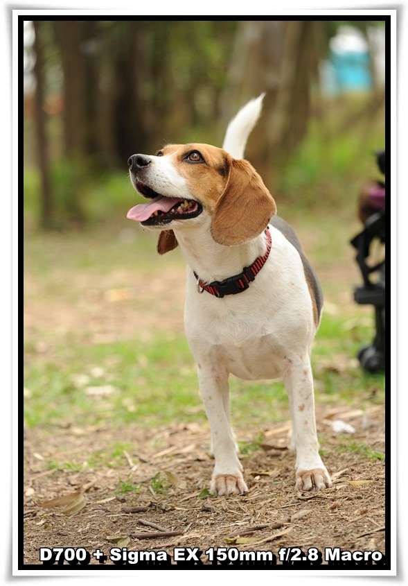 [DogDogNSW_b_04.JPG]
