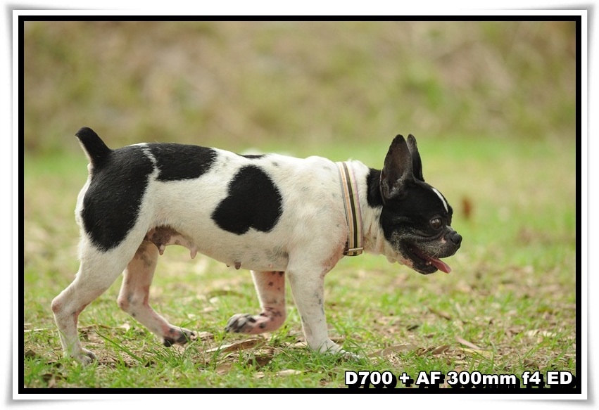 [DogDogNSW_a_02.JPG]