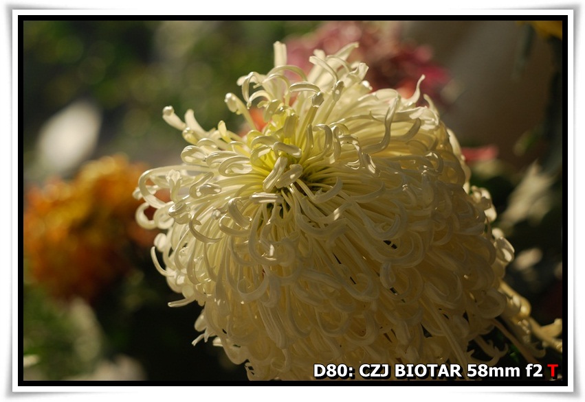 [ChrysanthemumShow_YuenYuenInstitute_b06.JPG]