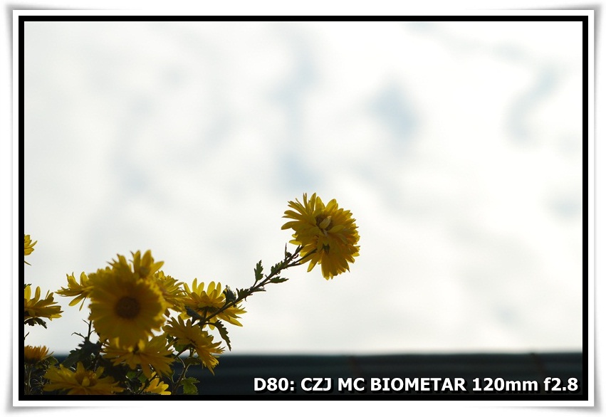 [ChrysanthemumShow_YuenYuenInstitute_a05.JPG]