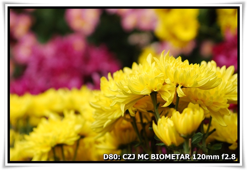 [ChrysanthemumShow_YuenYuenInstitute_a02.JPG]