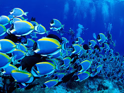 underwater hd wallpapers fish under water ocean background sea fishes scuba desktop pc divers pic waters