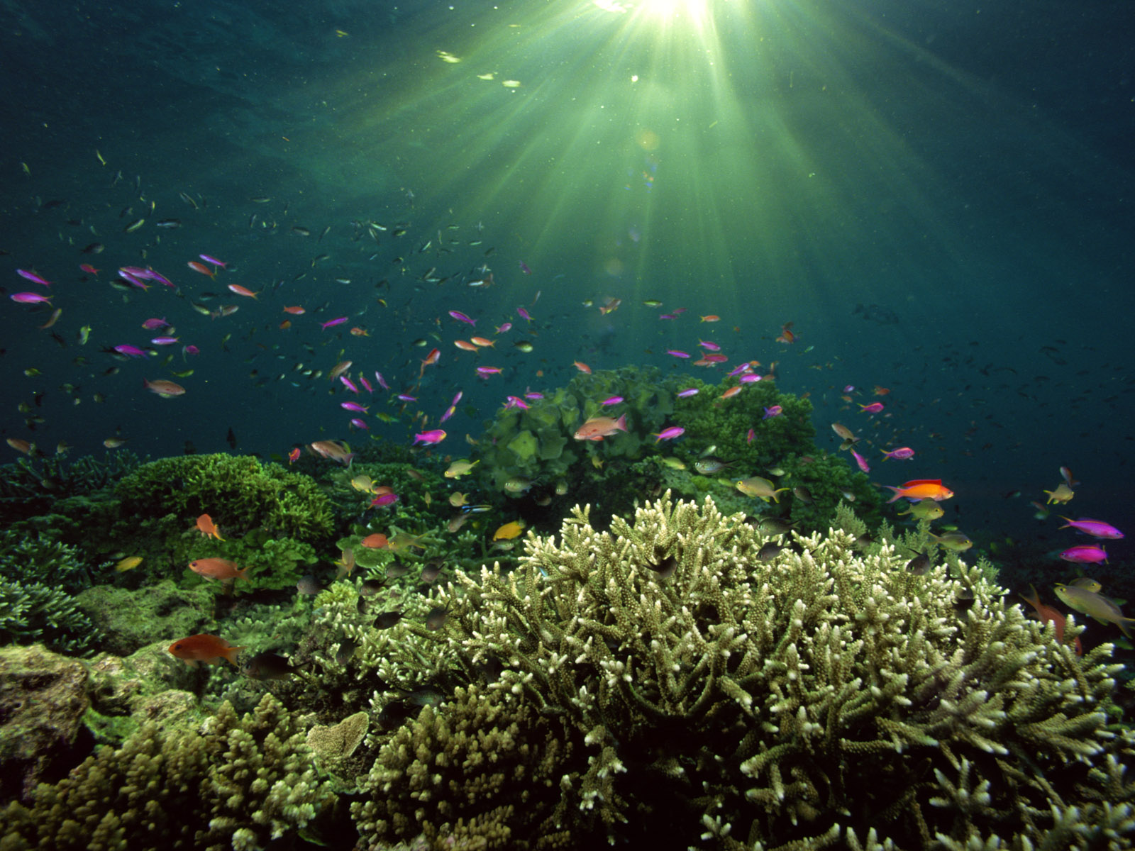 Best Wallpapers: Underwater Landscape Wallpapers