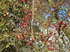 The Hawthorn Berry
