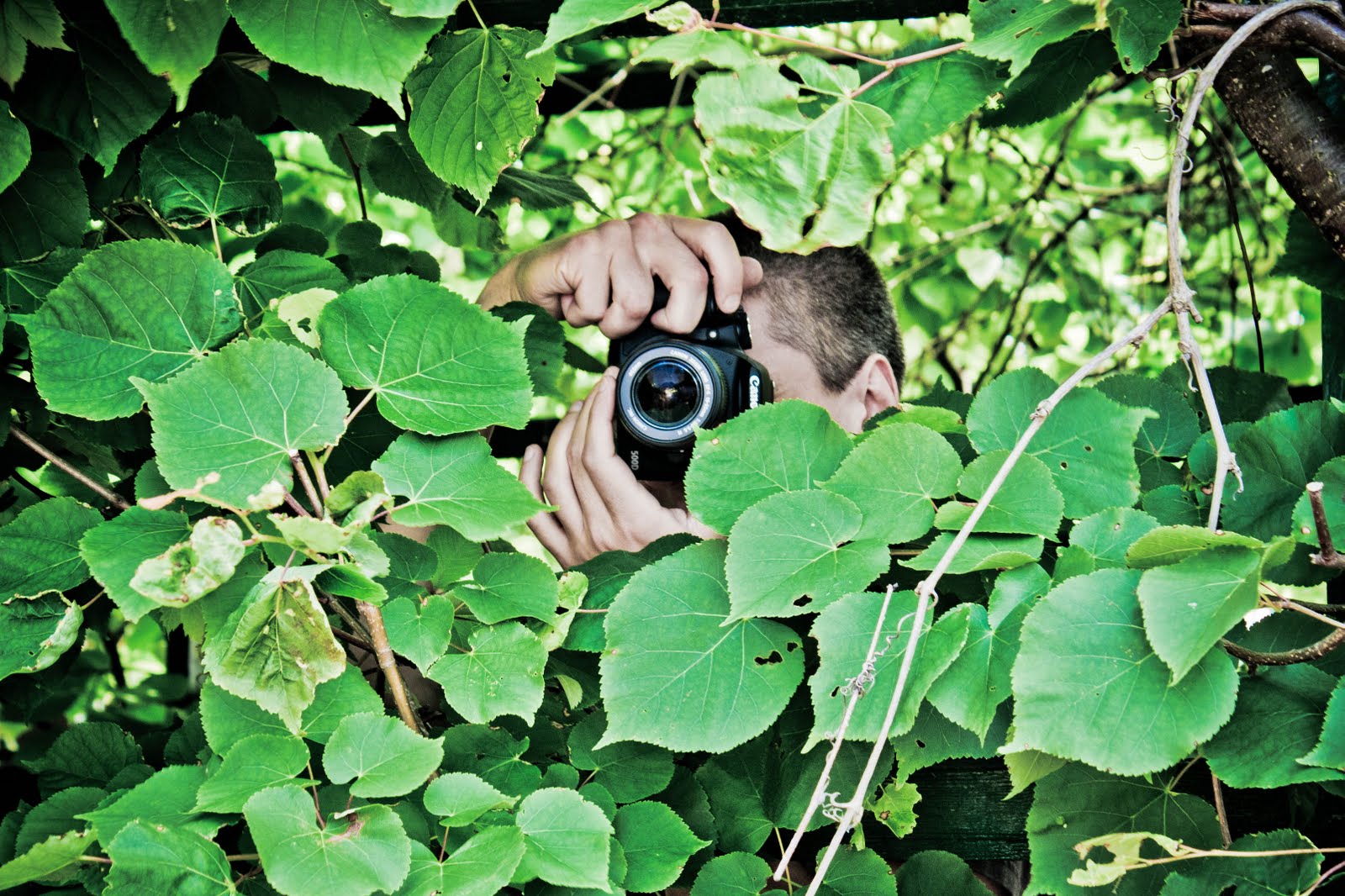 Наблюдая в кустах. Фотограф в засаде. Куст. Фотоаппарат в кустах. Человек в кустах с биноклем.