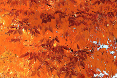 Autumn Abstract