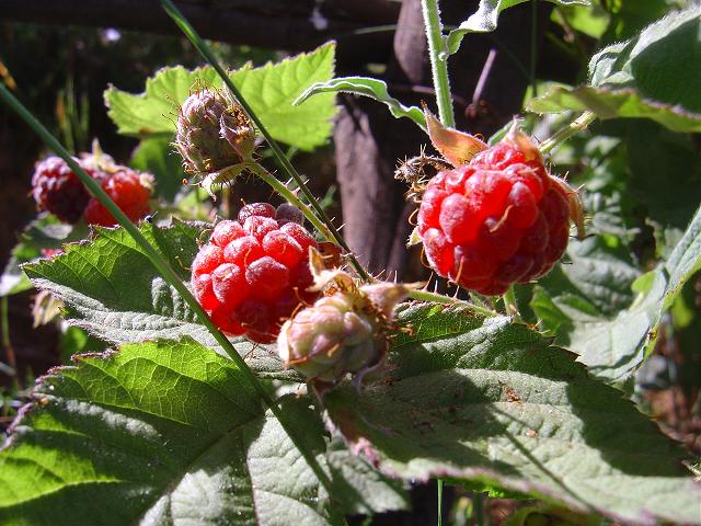 [frambueza.JPG]