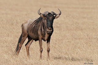 Mera Jahaan!!!!!!: Random