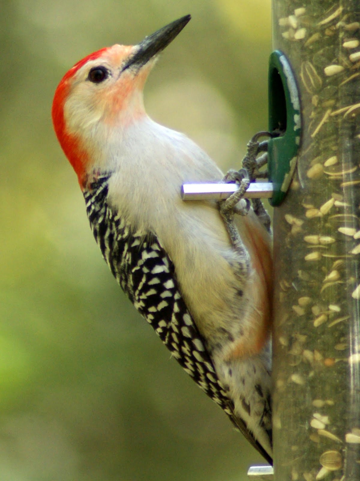 SE Texas Birding & Wildlife Watching: Red-bellied Woodpeckers