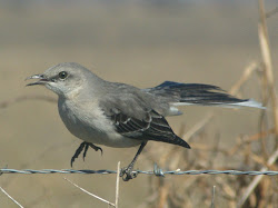 texas birds common wildlife birding se watching away