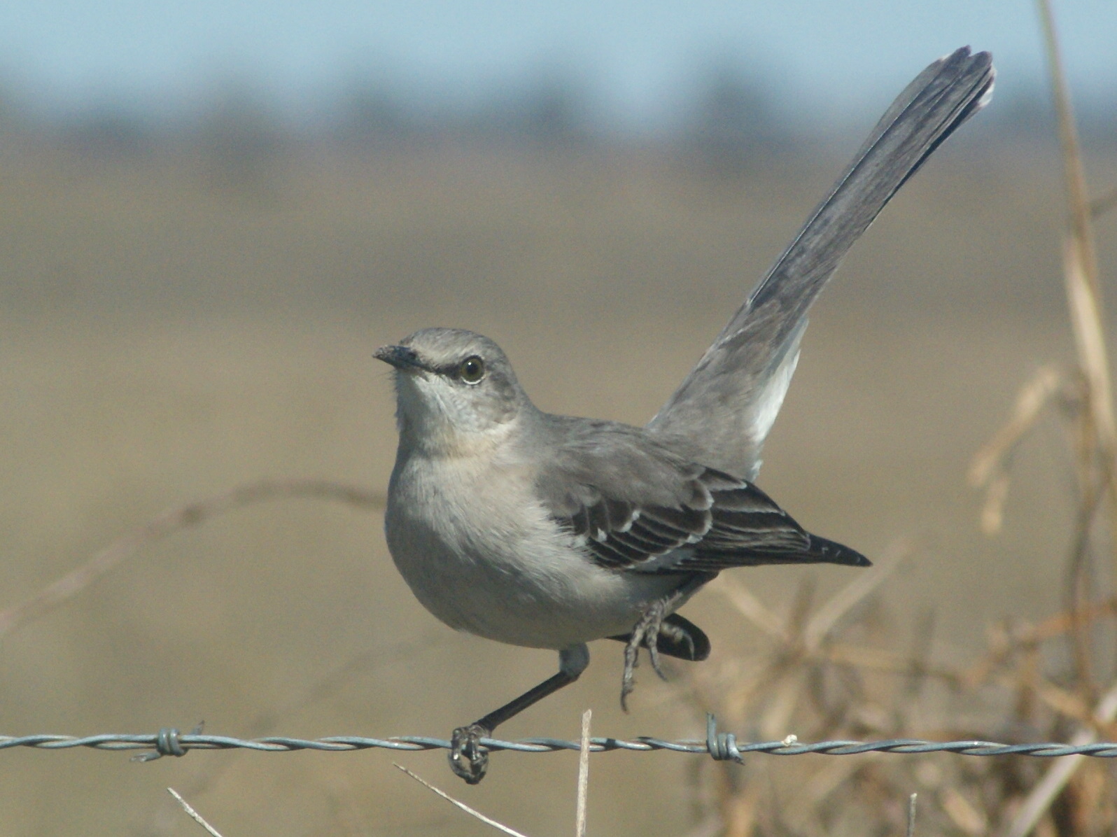SE Texas Birding & Wildlife Watching: Let Us Now Praise Common Birds