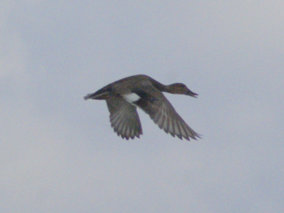 SE Texas Birding & Wildlife Watching Cooks Slough, Uvalde
