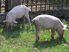 Unos lindos gorrinos