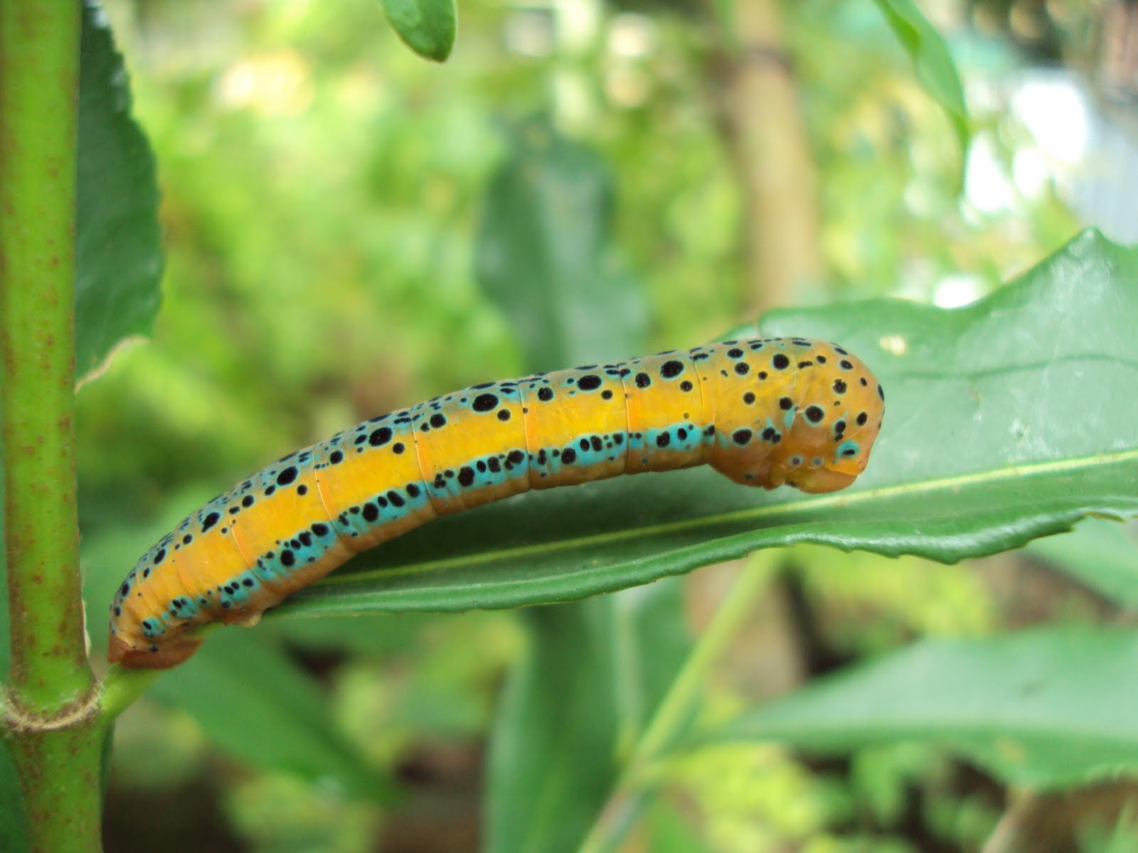 Heart to Heart Sri lanka The Wonderful World of Insects.........