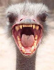 Ostrich Dentition or . . .