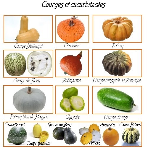 Ma Kitchen Witch Courges