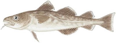 Fish Identification: Pacific Cod (Gadus macrocephalus)