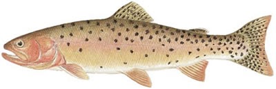 Fish Identification: Cutthroat Trout (Oncorhynchus clarki)