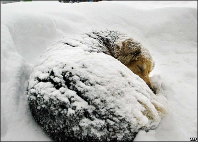 Risultati immagini per pets and cold weather