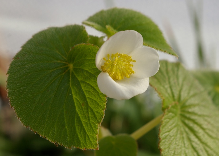 John Grimshaw's Garden Diary: An African Begonia and a tragedy in Cambridge