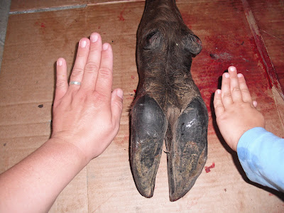 Moose size sale compared to horse