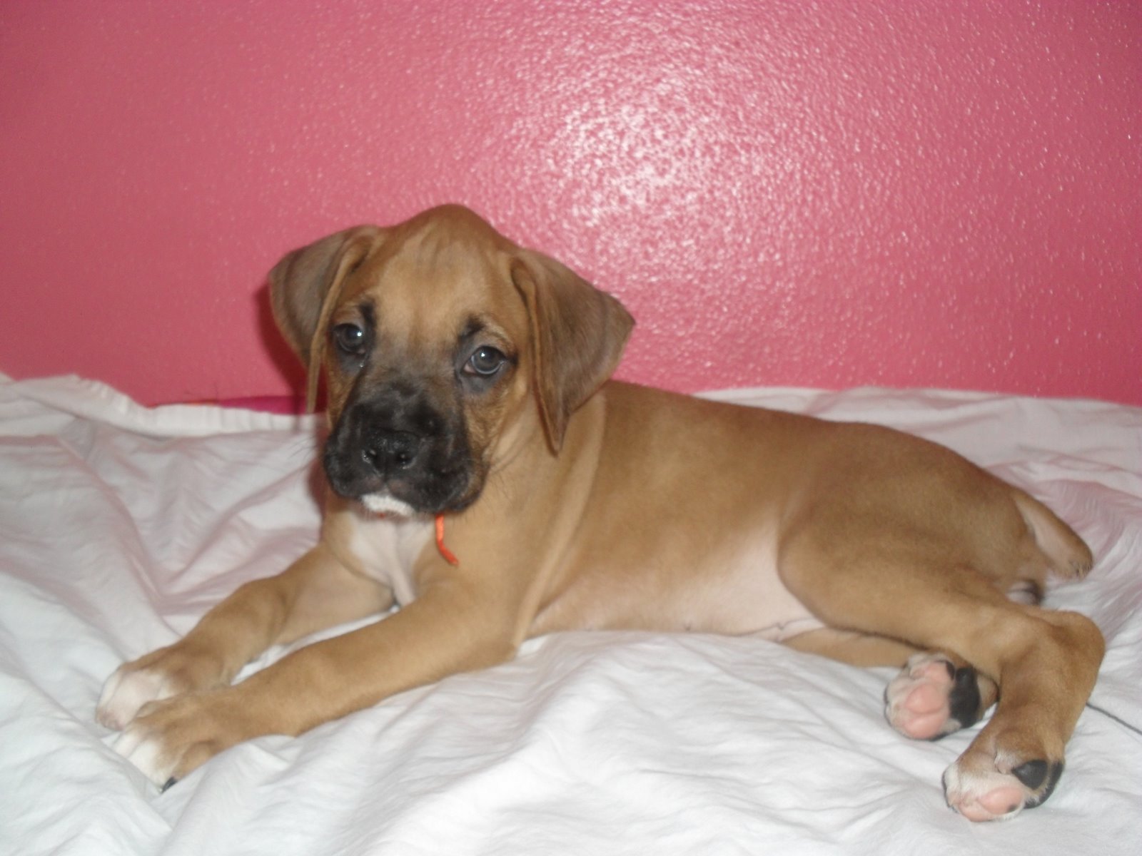 KennasDogs: PURE BREED BOXER PUPPIES FOR SALE!