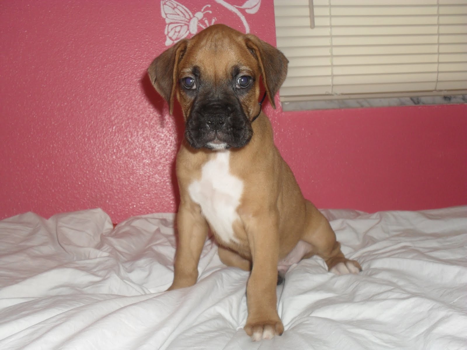 69+ Pure Boxer Puppies For Sale Picture - Bleumoonproductions