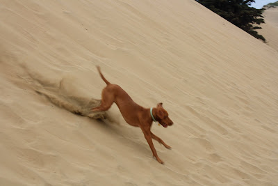 Vizsla running in sand