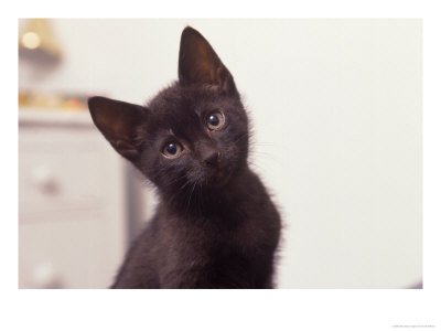 [kitteh]