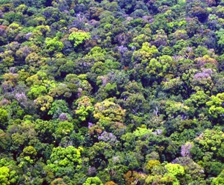 Floresta Nacional de Jamari | Rondônia