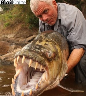 Peixe Tigre é Capturado na África Peixe Tigre é Capturado na África