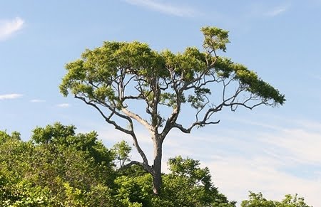 Parque Estadual Paulo César Vinha | Espírito Santo Parque Estadual Paulo César Vinha | Espírito Santo