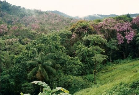 Parque Estadual do Jurupará | São Paulo Parque Estadual do Jurupará | São Paulo