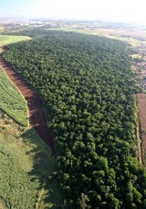 Área de Relevante Interesse Ecológico (Arie) Mata de Santa Genebra | SP Área de Relevante Interesse Ecológico (Arie) Mata de Santa Genebra | SP