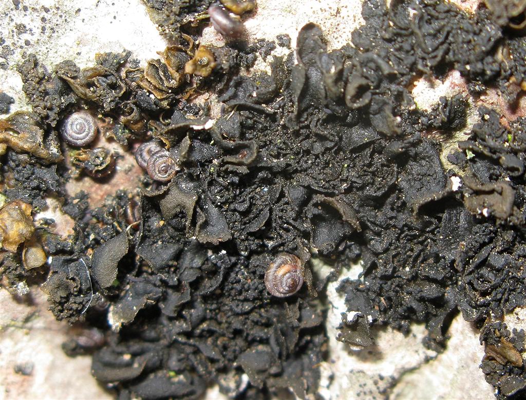 Michael Foley: Lichen Photographs ©: Collema auriforme, Silverdale ...