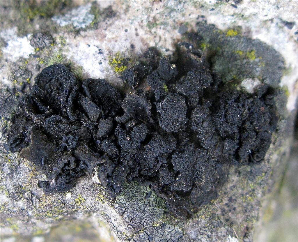 Michael Foley Lichen Photographs © Collema auriforme, Silverdale