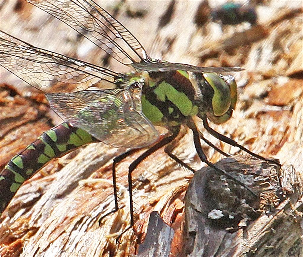 Hawker Insect Michael Foley: Natural History ©: DRAGONFLY: Southern Hawkers and ...